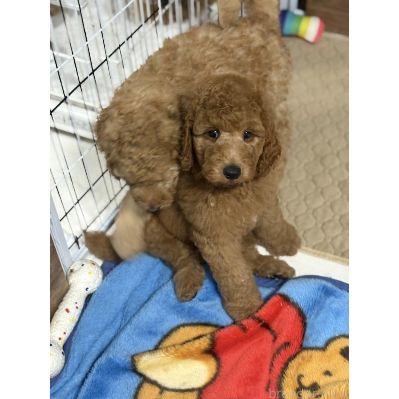 販売中の茨城県のスタンダードプードル-414320の6枚目