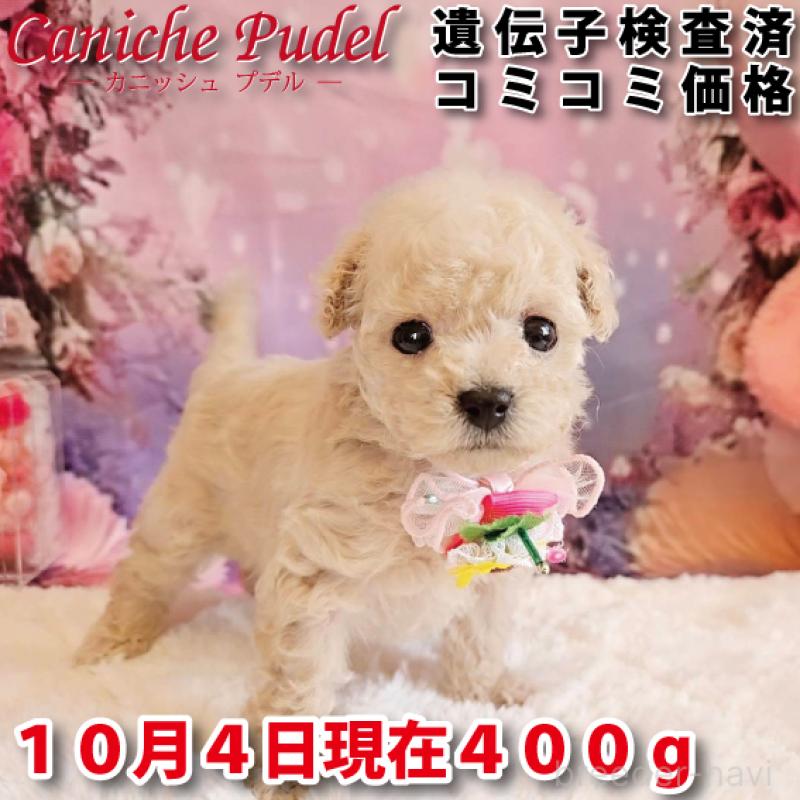 販売中の岐阜県のティーカッププードル-417849の1枚目