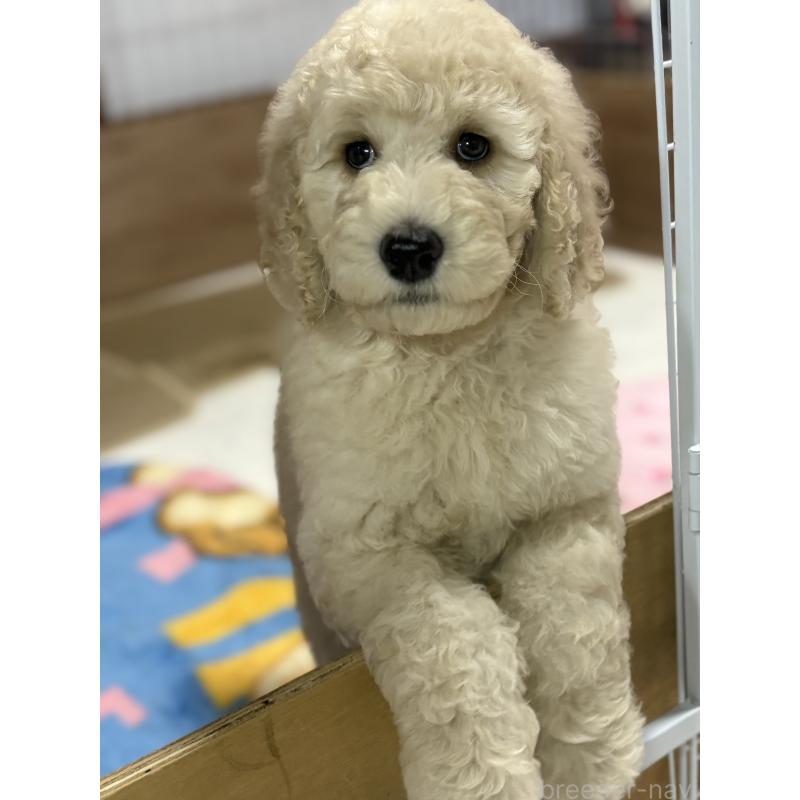 成約済の茨城県のスタンダードプードル-414319の5枚目