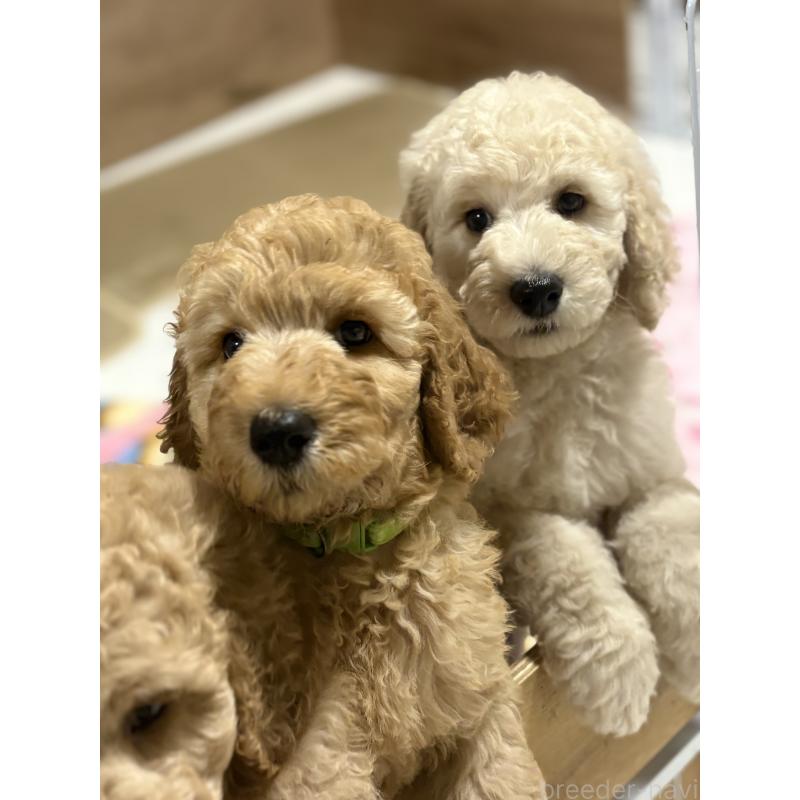 成約済の茨城県のスタンダードプードル-414319の4枚目