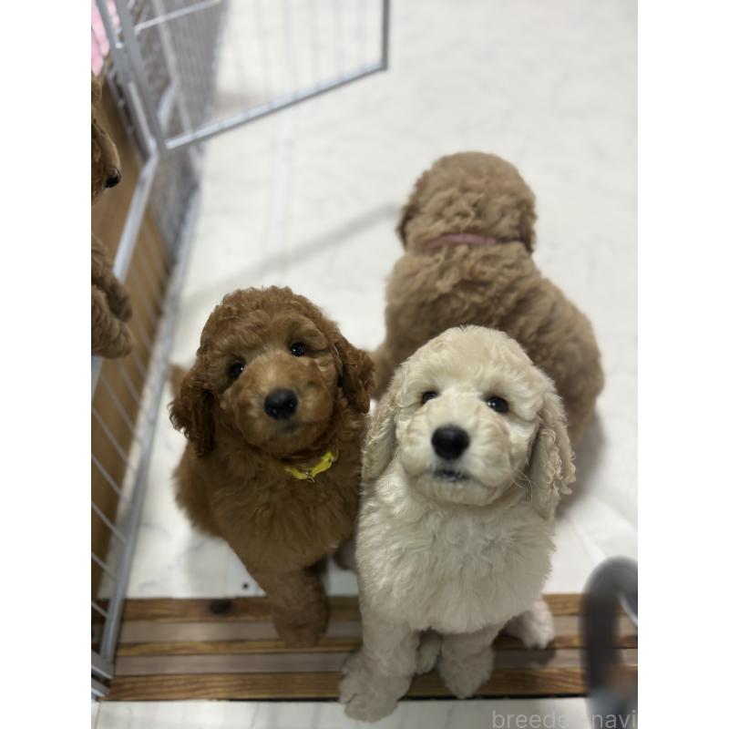 成約済の茨城県のスタンダードプードル-414319の3枚目