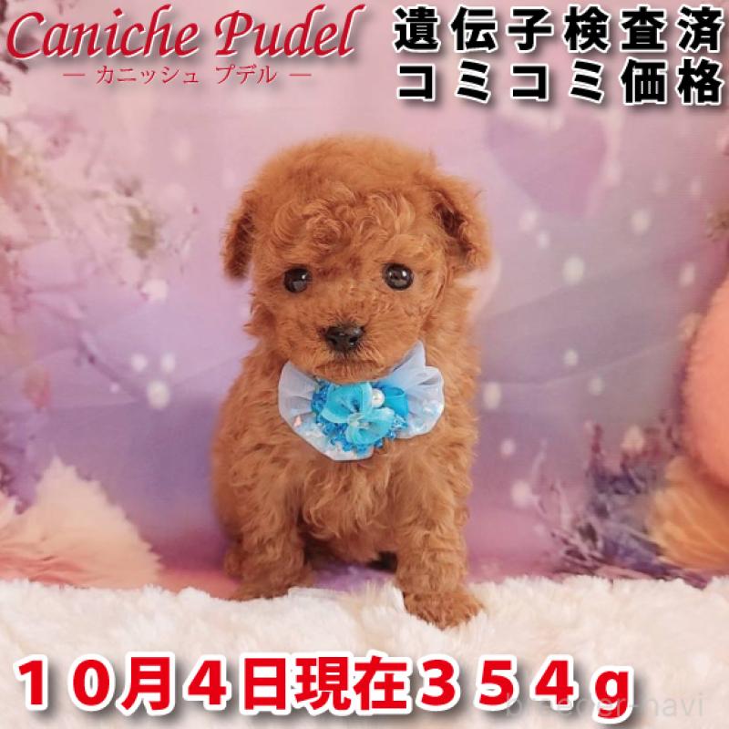販売中の岐阜県のティーカッププードル-417850