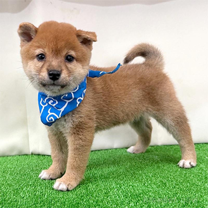 成約済の神奈川県の豆柴-417765