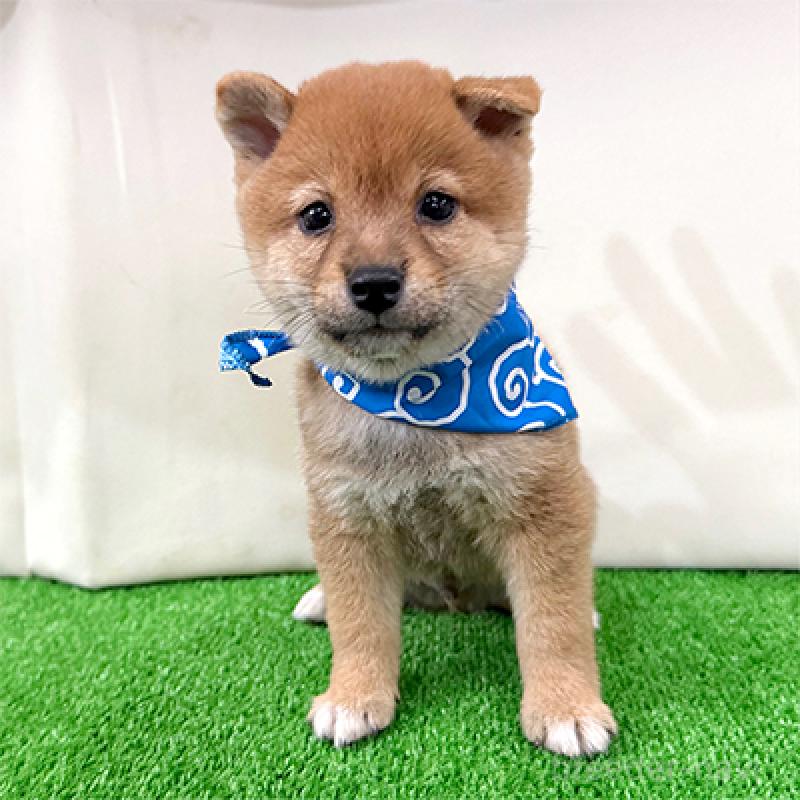 成約済の神奈川県の豆柴-417765の4枚目