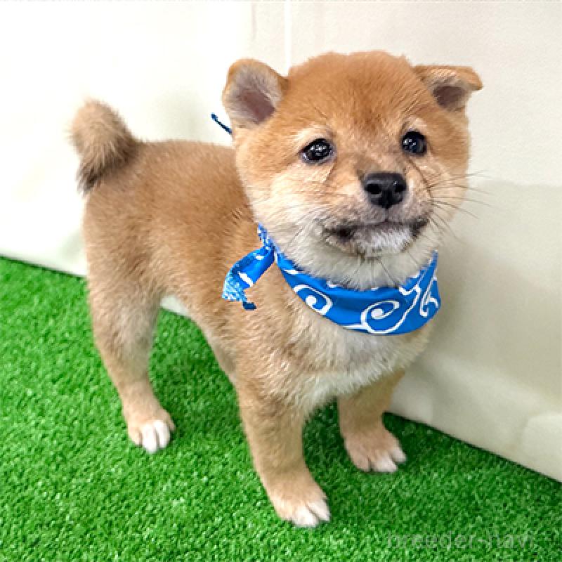 成約済の神奈川県の豆柴-417765の3枚目