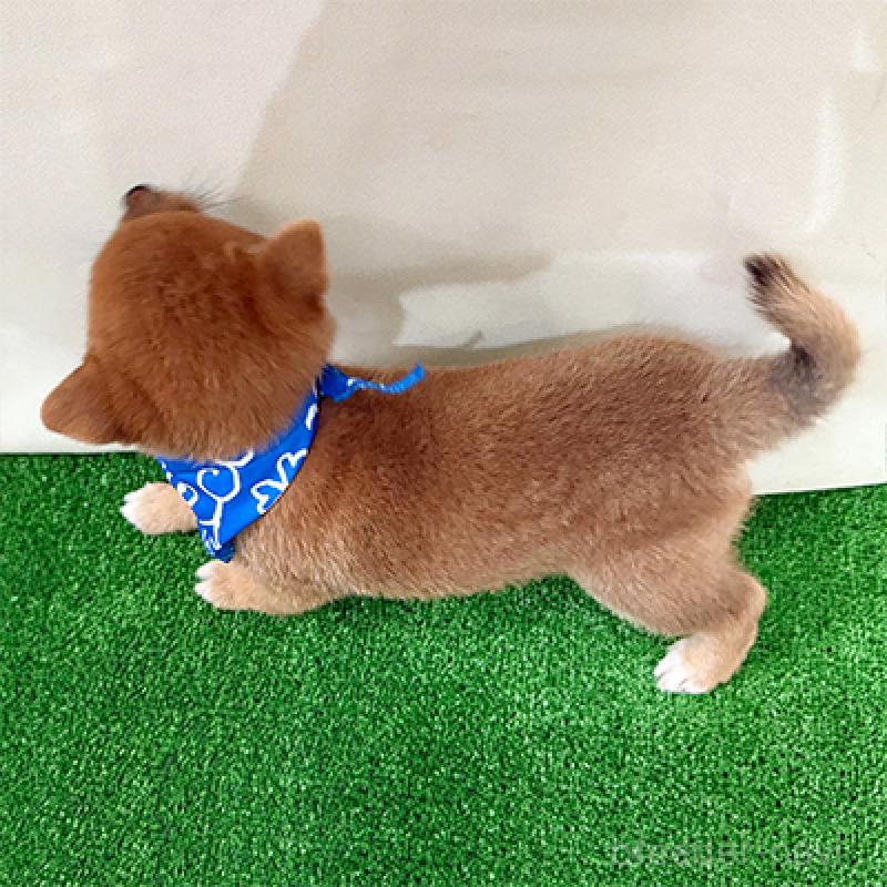 成約済の神奈川県の豆柴-417765の2枚目