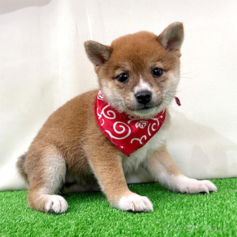 成約済の神奈川県の豆柴-417764の4枚目