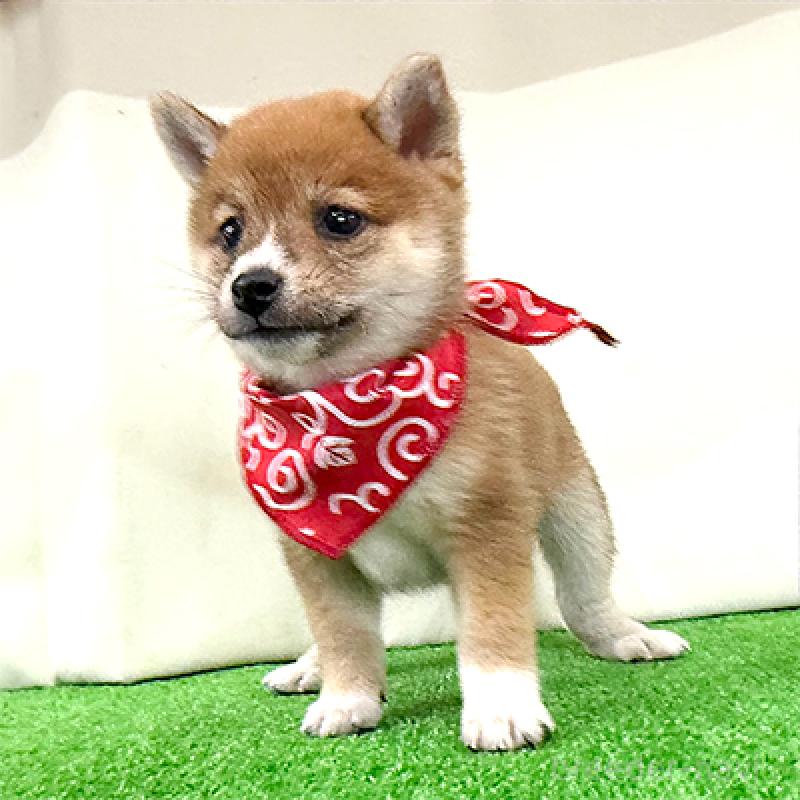 成約済の神奈川県の豆柴-417764の3枚目