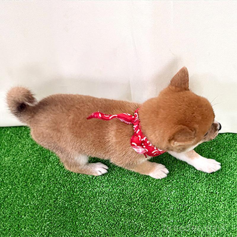 成約済の神奈川県の豆柴-417764の2枚目