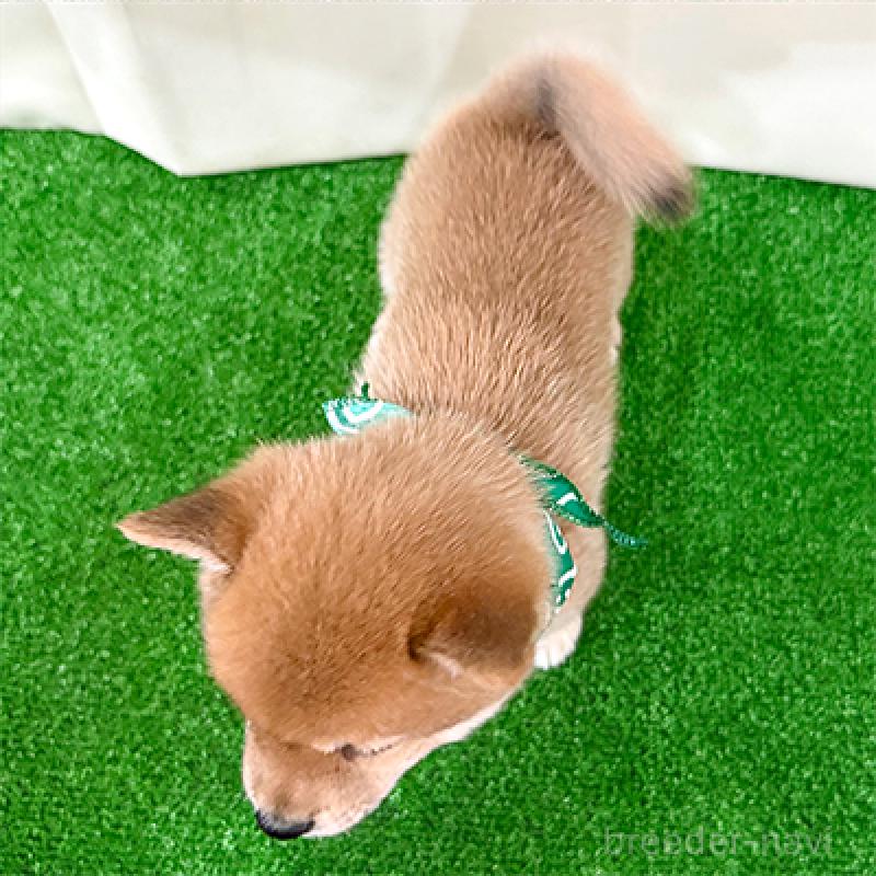 成約済の神奈川県の豆柴-417762の4枚目