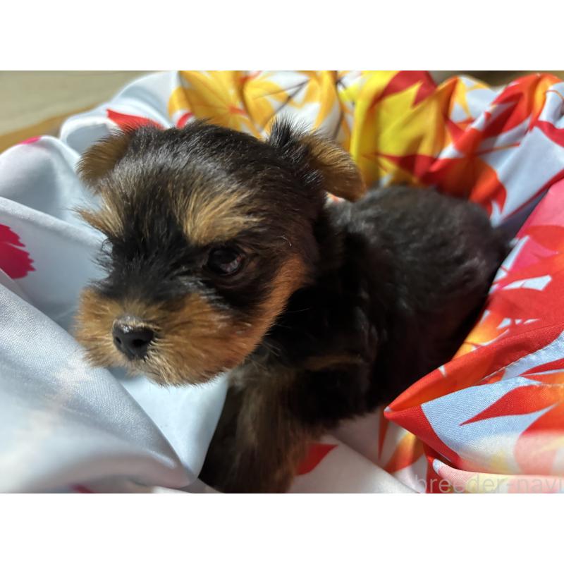 成約済の千葉県のヨークシャーテリア-414202の8枚目