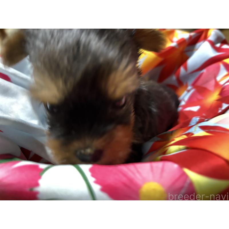 成約済の千葉県のヨークシャーテリア-414202の7枚目