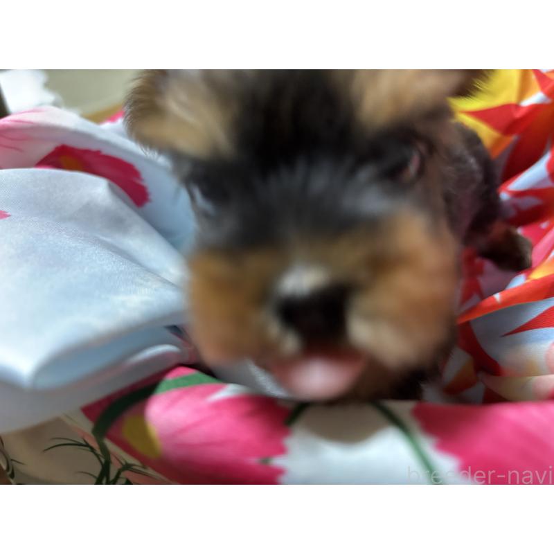 成約済の千葉県のヨークシャーテリア-414202の6枚目