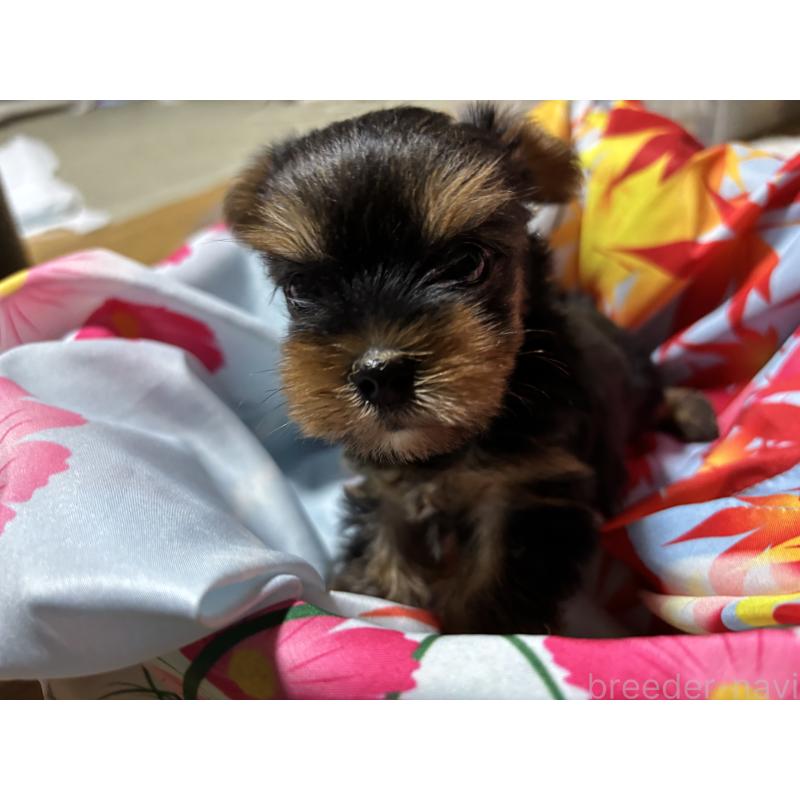 成約済の千葉県のヨークシャーテリア-414202の5枚目