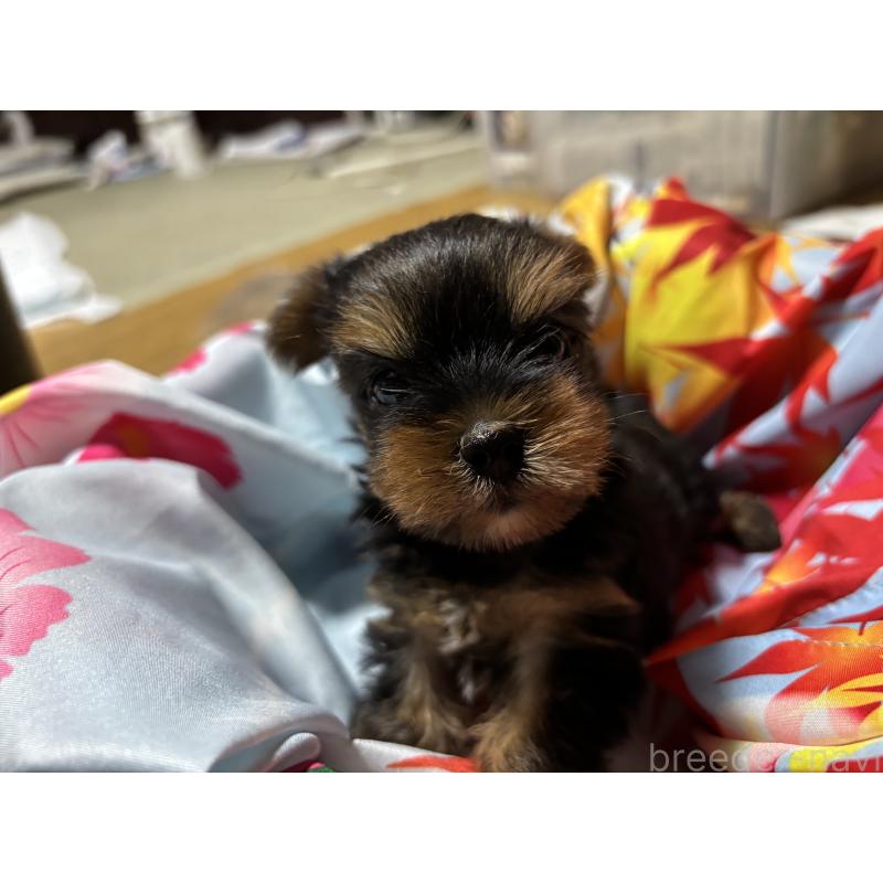 成約済の千葉県のヨークシャーテリア-414202の4枚目