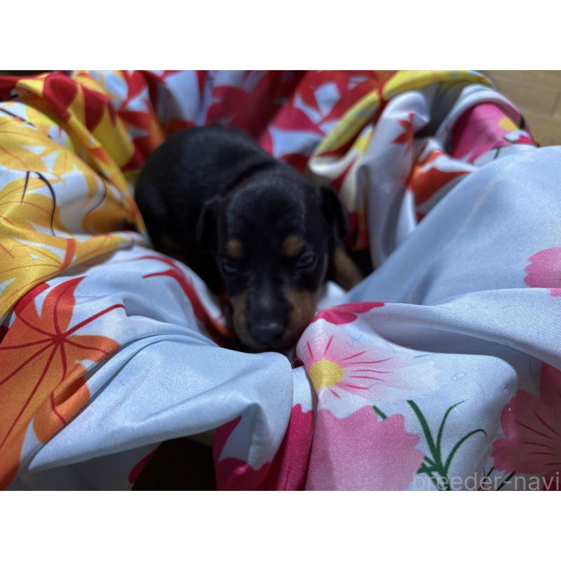 商談中の千葉県のトイマンチェスターテリア-414205の4枚目