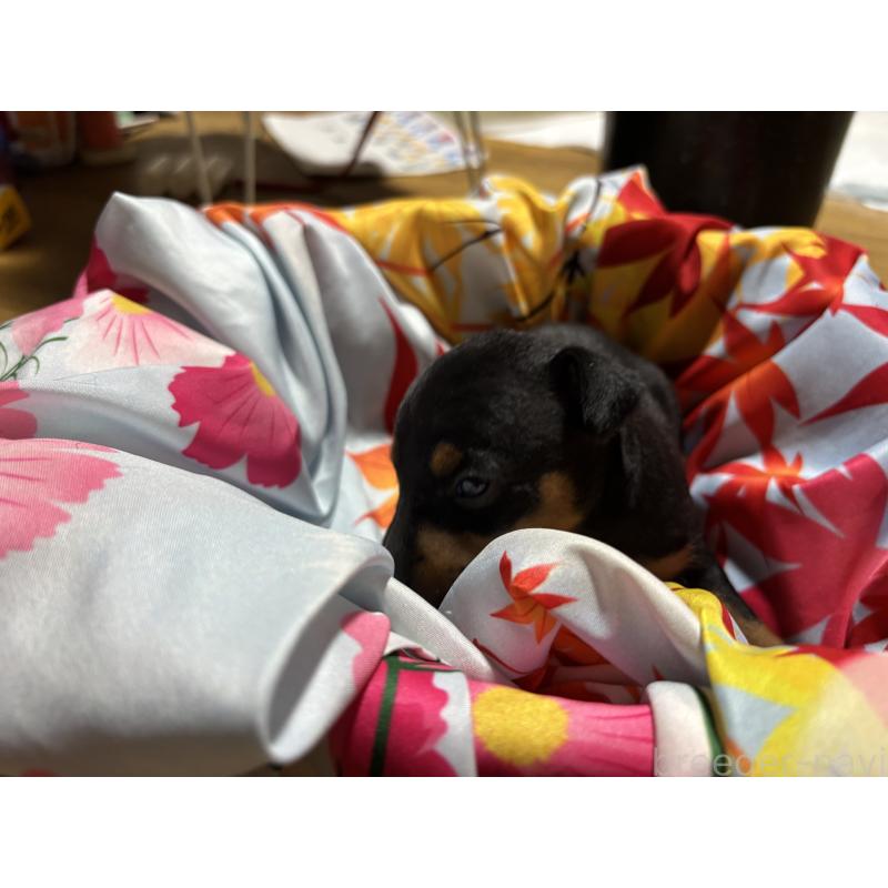 商談中の千葉県のトイマンチェスターテリア-414205の3枚目