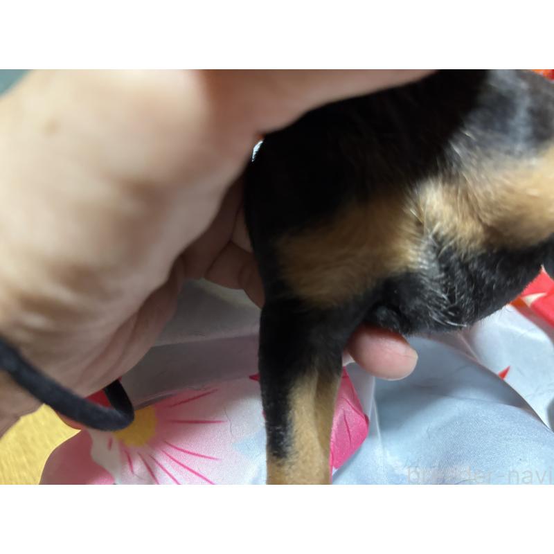 商談中の千葉県のトイマンチェスターテリア-414205の2枚目