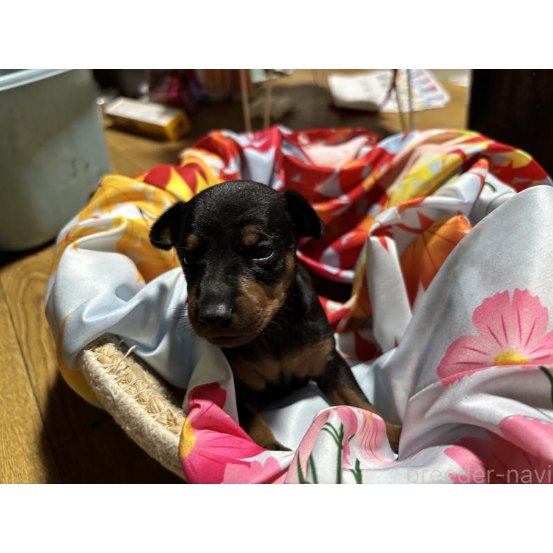 商談中の千葉県のトイマンチェスターテリア-414206の2枚目