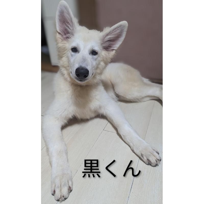 販売中の滋賀県のホワイトシェパード-417881の3枚目