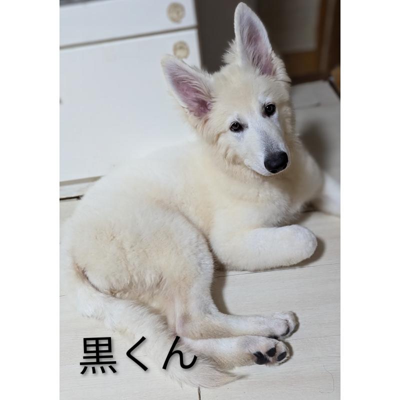 販売中の滋賀県のホワイトシェパード-417881の2枚目
