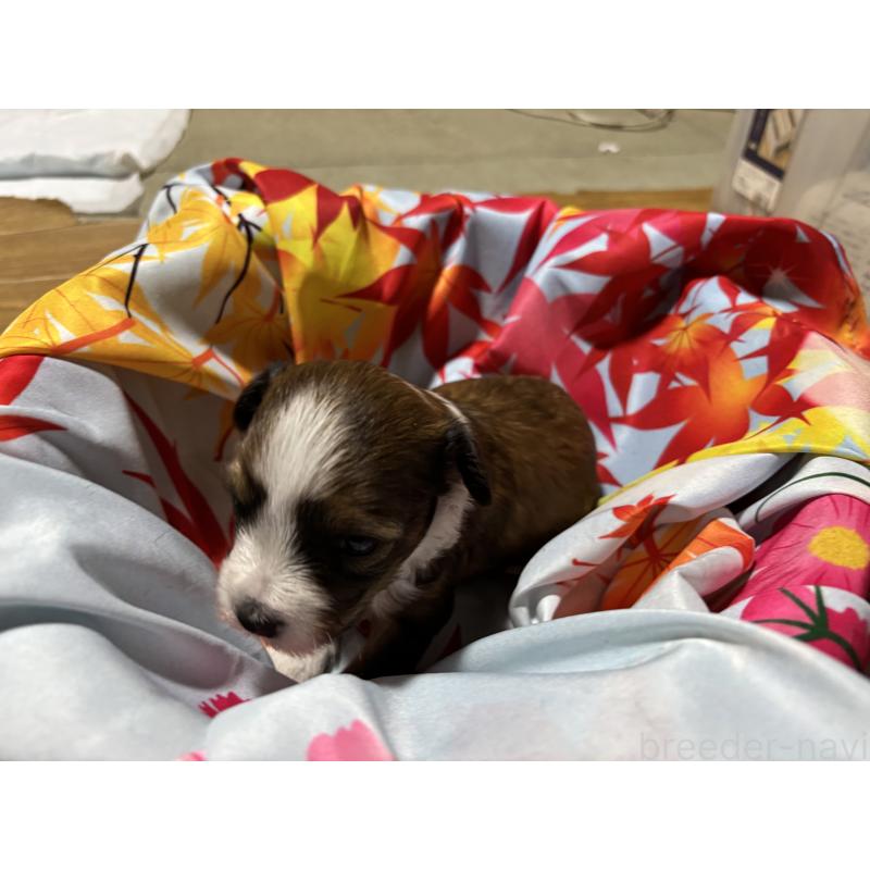 販売中の千葉県のチャイニーズクレステッドドッグ-414200の6枚目