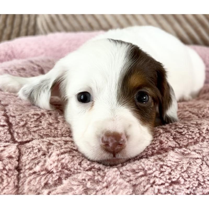 成約済の神奈川県のミニチュアダックスフンド(ロングヘアード)-416621の9枚目