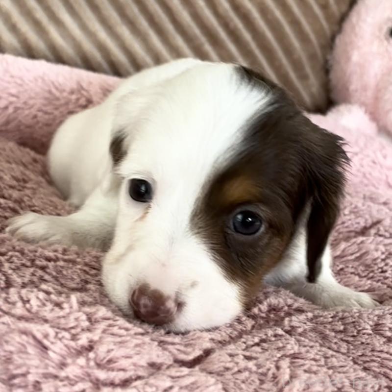 成約済の神奈川県のミニチュアダックスフンド(ロングヘアード)-416621の8枚目