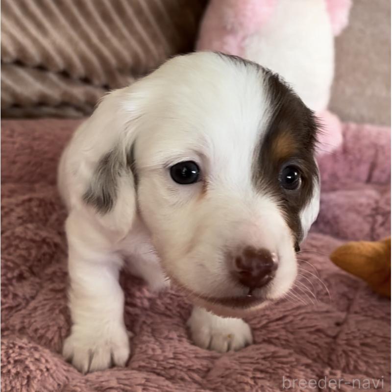 成約済の神奈川県のミニチュアダックスフンド(ロングヘアード)-416621の5枚目