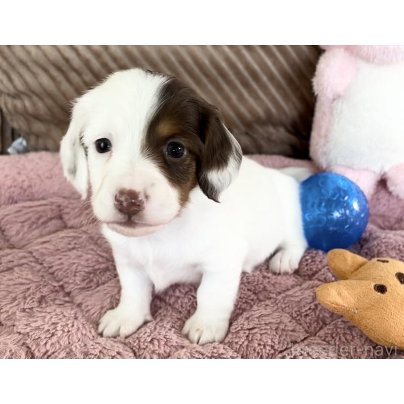 成約済の神奈川県のミニチュアダックスフンド(ロングヘアード)-416621の4枚目