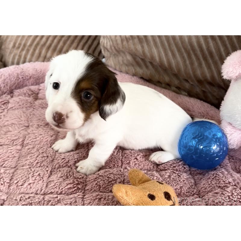 成約済の神奈川県のミニチュアダックスフンド(ロングヘアード)-416621の3枚目