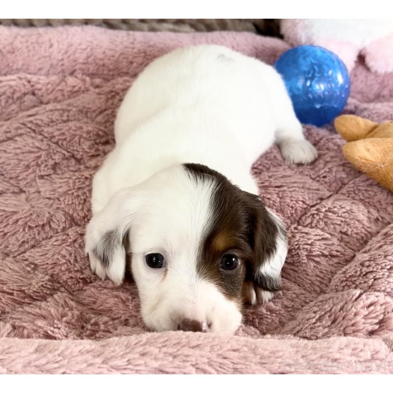 成約済の神奈川県のミニチュアダックスフンド(ロングヘアード)-416621の2枚目