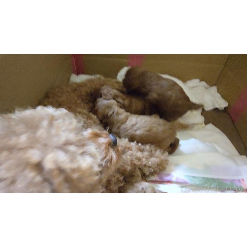 販売中の秋田県のマルプー:マルチーズ×トイプードル-413650の2枚目