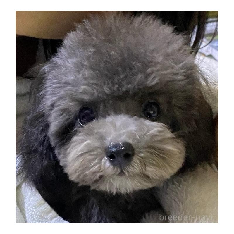 チップちゃん1枚目