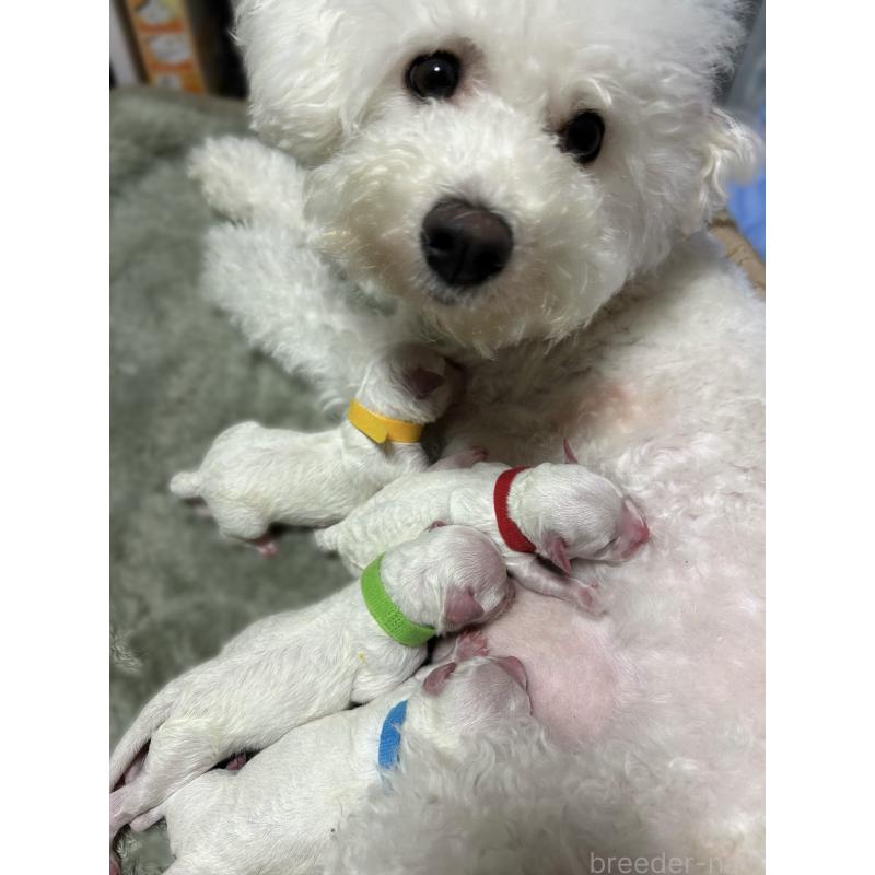 販売中の埼玉県のビションフリーゼ-417054の6枚目