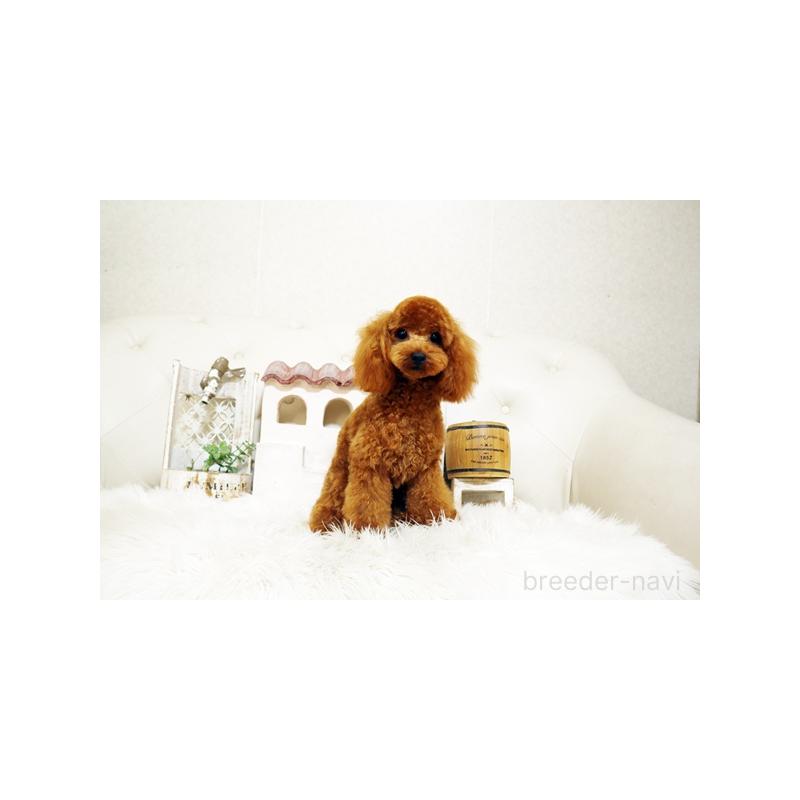 成約済の佐賀県のトイプードル-373937の3枚目