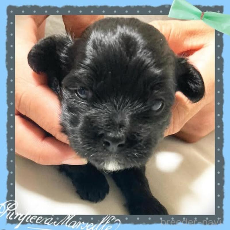 販売中の静岡県のチワプー:チワワ×トイプードル-417084の4枚目