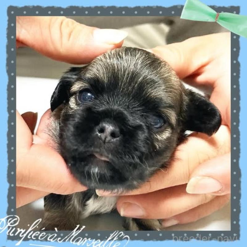 販売中の静岡県のチワプー:チワワ×トイプードル-417083の4枚目