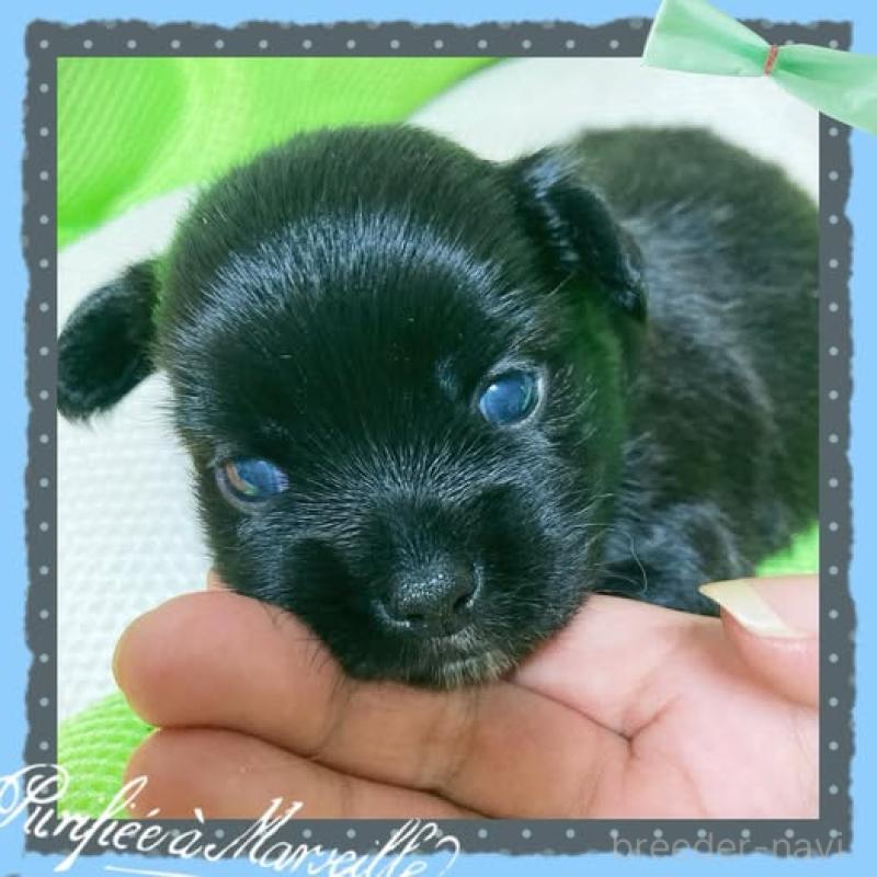 販売中の静岡県のチワプー:チワワ×トイプードル-414280の3枚目