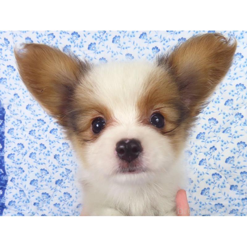 成約済の千葉県のパピヨン-412044の4枚目