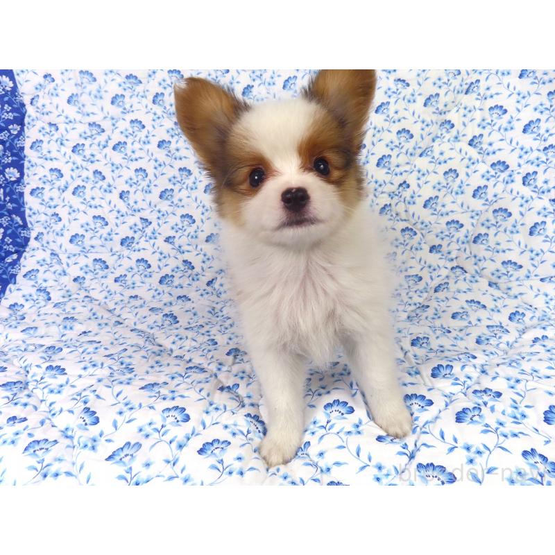 成約済の千葉県のパピヨン-412044の3枚目