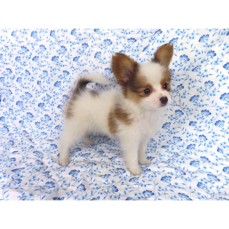 成約済の千葉県のパピヨン-412044の2枚目