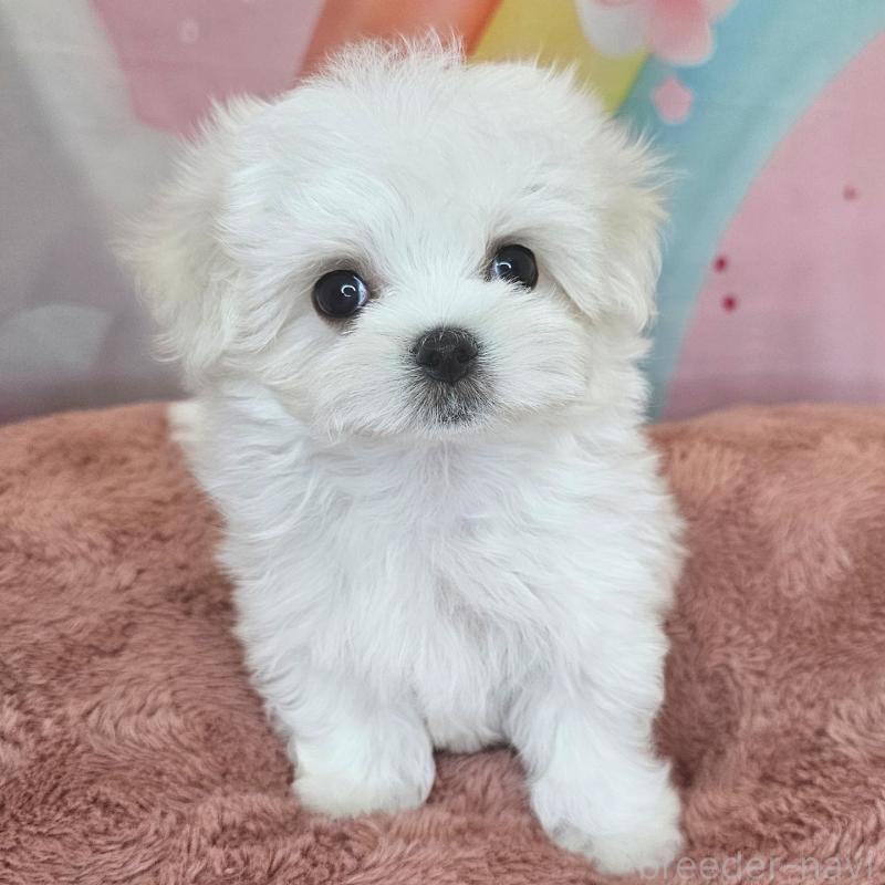 成約済の愛知県のマルチーズ-406719の4枚目