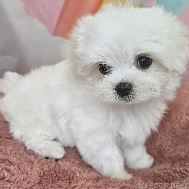 成約済の愛知県のマルチーズ-406719の3枚目