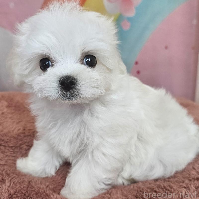 成約済の愛知県のマルチーズ-406719の2枚目