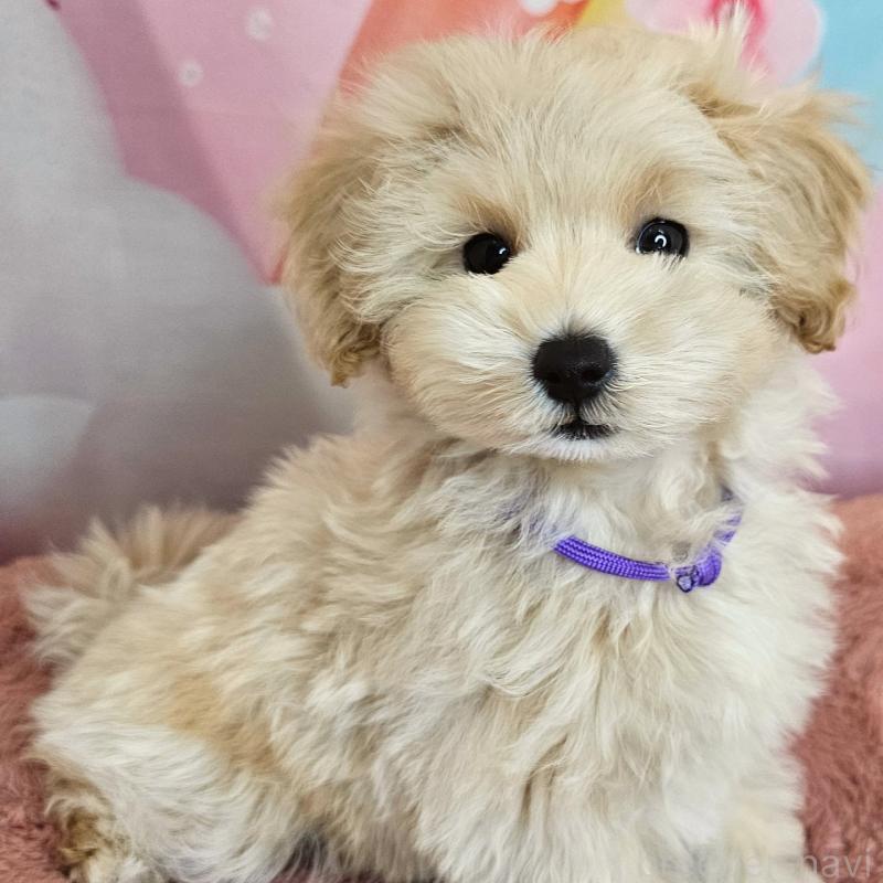 成約済の愛知県のミックス犬-403024の2枚目