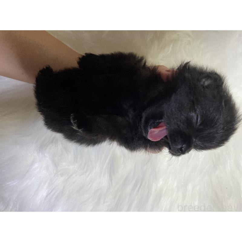 成約済の熊本県のポメラニアン-416476の2枚目