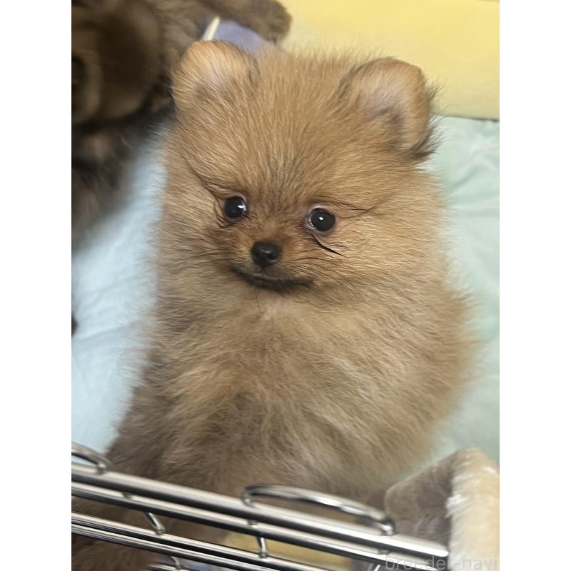 成約済の北海道のポメラニアン-414630の5枚目