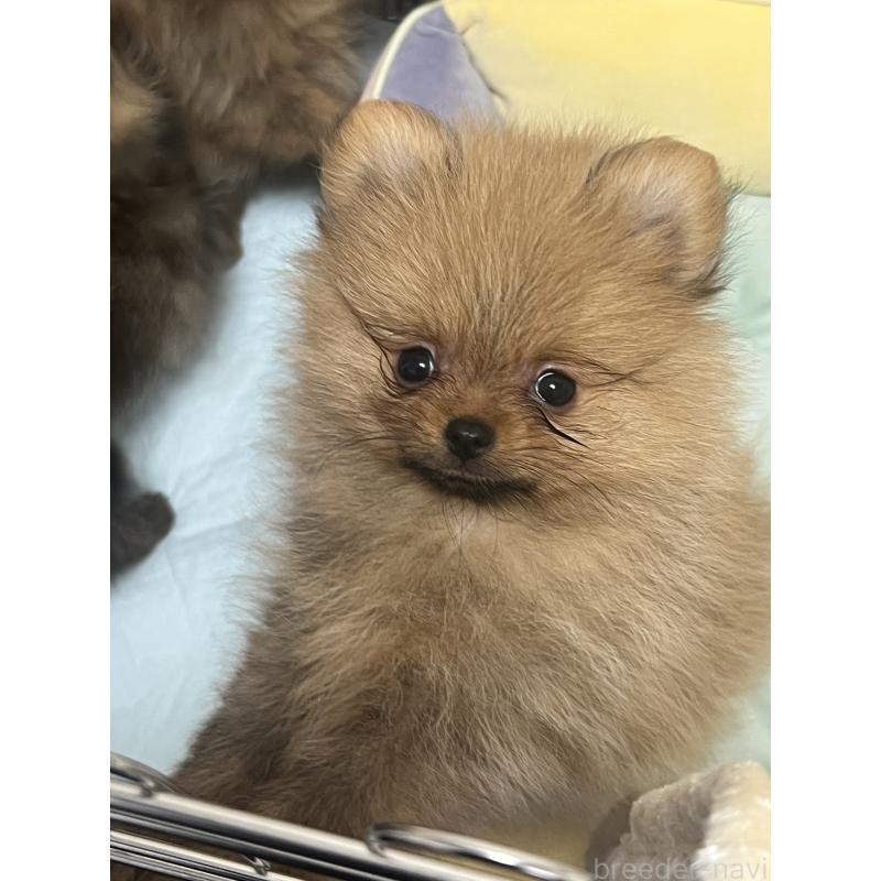 成約済の北海道のポメラニアン-414630の4枚目