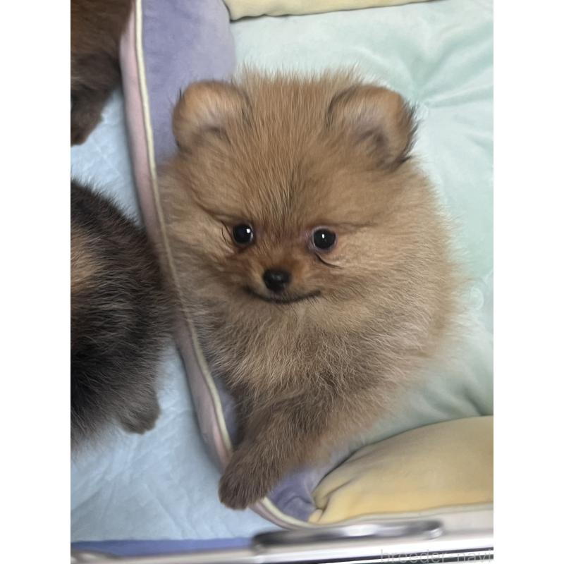 成約済の北海道のポメラニアン-414630の3枚目